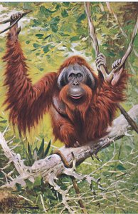 Orang-outan, de Wildlife of the World publié par Frederick Warne & Co, vers 1900 - Wilhelm Kuhnert