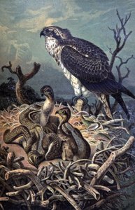 Balbuzard, vers 1910 (illustration) - Wilhelm Kuhnert
