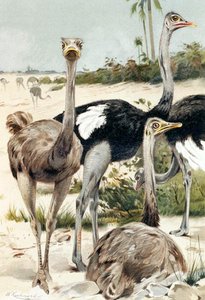 Autruche, planche de "Brehms Tierleben : Connaissance générale du règne animal", vol.6, p.691, publié par Bibliographisches Institut - Wilhelm Kuhnert