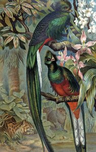 Quetzal resplendissant, vers 1910 (illustration) - Wilhelm Kuhnert