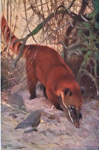 Coati rouge, de Wildlife of the World publié par Frederick Warne & Co, vers 1900 - Wilhelm Kuhnert
