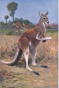 Kangourou rouge, illustration de La Faune du Monde, c.1910 - Wilhelm Kuhnert