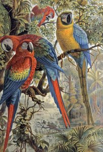 Perroquets rouges, c.1910 (illustration)