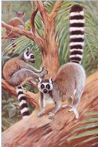 Lémur à queue annelée, illustration de La Faune du Monde, c.1910 - Wilhelm Kuhnert