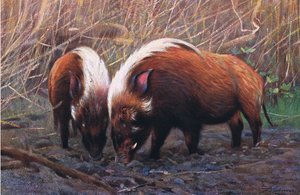 Cochon de rivière, illustration de La Faune du Monde, c.1910 - Wilhelm Kuhnert