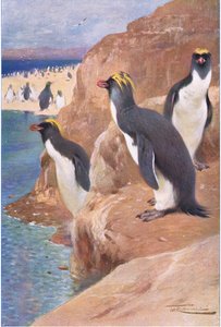 Manchot des rochers, illustration de La Faune du Monde, c.1910 - Wilhelm Kuhnert