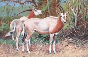 Antilope sable, illustration de Wildlife of the World, c.1910 - Wilhelm Kuhnert