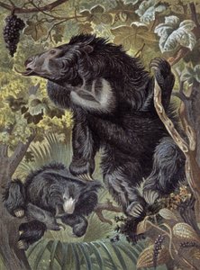 Ours paresseux - Wilhelm Kuhnert
