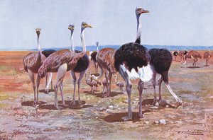 Autruche de Somalie, illustration de Wildlife of the World, c.1910