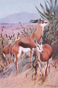 Springbok, illustration de La Faune du Monde, c.1910 - Wilhelm Kuhnert