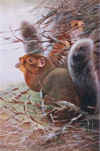 Écureuil de Saint-Paul, illustration de La Faune du Monde, c.1910 - Wilhelm Kuhnert