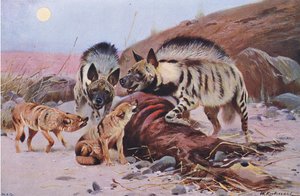 Hyène rayée et chacal, de Wildlife of the World publié par Frederick Warne & Co, vers 1900