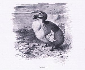 Le Dodo, illustration de La Faune du Monde, c.1910 - Wilhelm Kuhnert