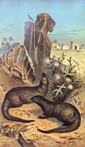 Le rat des pharaons - Wilhelm Kuhnert