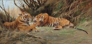 Tigres à l