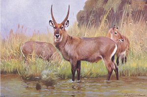 Cobe, illustration de La Faune du Monde, c.1910 - Wilhelm Kuhnert