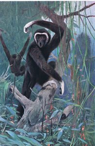 Gibbon à mains blanches, de Wildlife of the World publié par Frederick Warne & Co, vers 1900 - Wilhelm Kuhnert