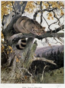 Chat sauvage - Aquarelle de Wilhelm Ruhnert