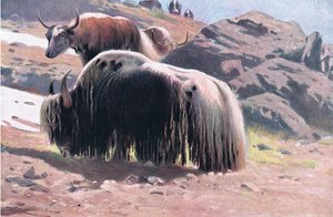 Yak, de Wildlife of the World publié par Frederick Warne & Co, vers 1900
