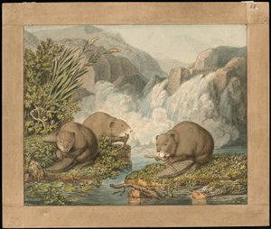 Trois castors construisant un barrage - Wilhelm Tischbein