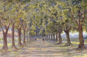 Avenue des Chênes, Newlands - Wilhelm Westhofen