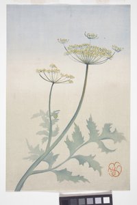 Fleurs de carotte sauvage, vers 1908 - Wilhelmina Seegmiller