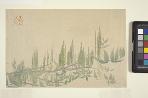 Glycine, c.1908