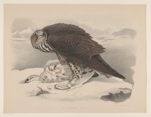 Faucon gerfaut avec un lagopède (Le gerfaut sors) - Willem Bastiaan van Wouw