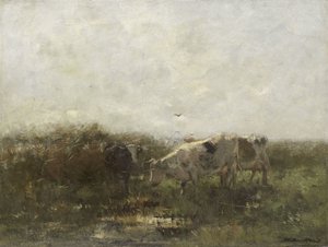 Vaches
