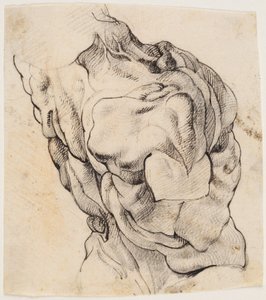 Étude anatomique (écorché). Torse d