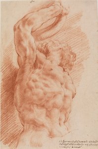 Laocoon. Torse de Laocoon vu de dessous depuis la droite. - Willem Panneels