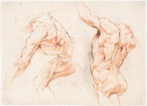 Deux études anatomiques d