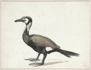 Cormoran - Willem Roelofs (I)