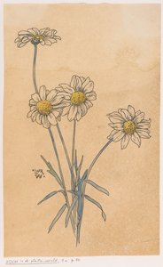 Marguerites blanches