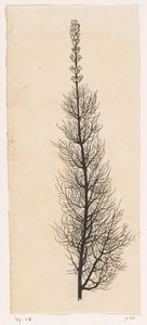Achillée millefeuille - Willem Wenckebach