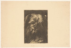 Chien Phoebus - Willem Arnoldus Witsen