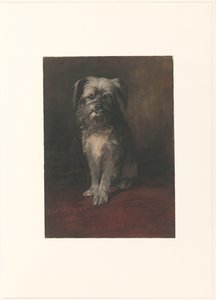 Portrait du chien Phoebus