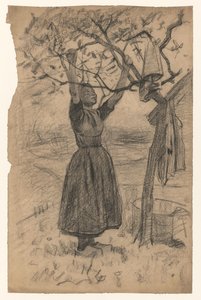 Femme étendant le linge sur un arbre, vers la droite