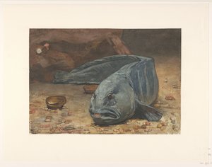 Loup de mer au fond d