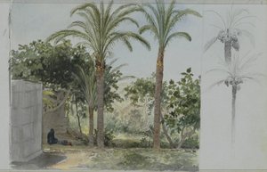 Oasis avec palmiers