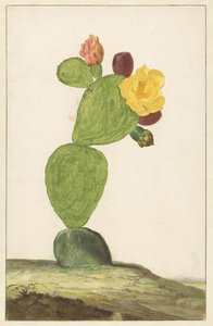 Figuier de Barbarie en fleur - Willem de Heer
