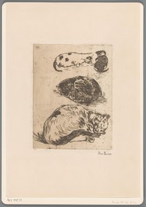Étude de chats
