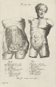 Étude anatomique de deux torses - Willem ten Rhijne