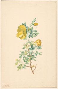 Branche de rose jaune (Rosa Lutea) - Willem van Leen (attributed to)