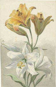 Lys jaunes et blancs - Willem van Leen