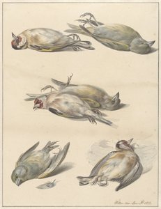Six petits oiseaux morts - Willem van Leen
