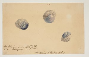 WD 961 f.20