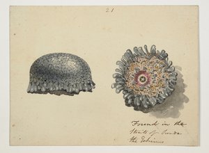 WD 961 f.21