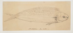 WD 961 f.24