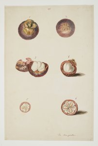 WD 961 f.25 - William Alexander